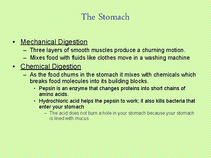 The Stomach • Mechanical Digestion – Three layers of smooth muscles produce a churning