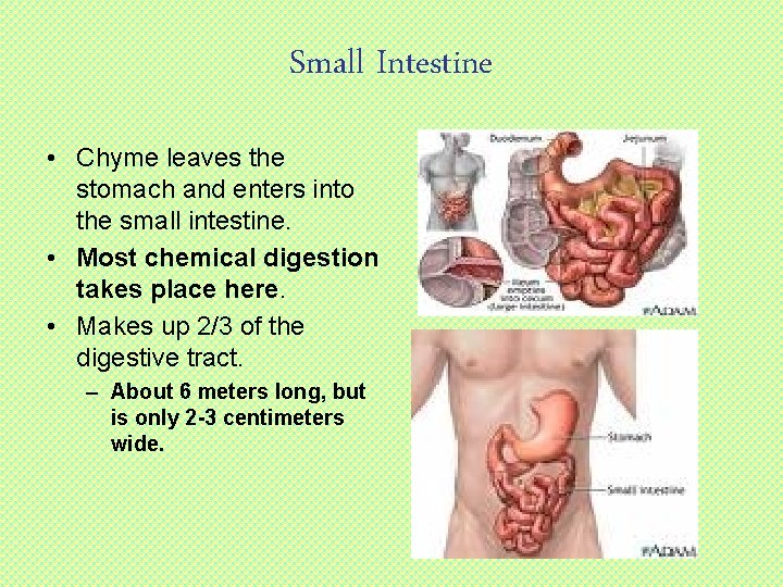 Small Intestine • Chyme leaves the stomach and enters into the small intestine. •