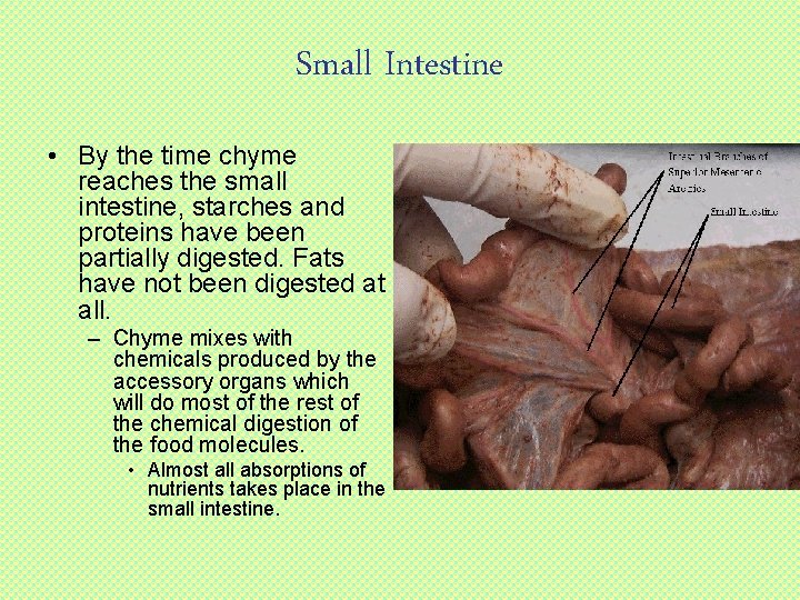 Small Intestine • By the time chyme reaches the small intestine, starches and proteins