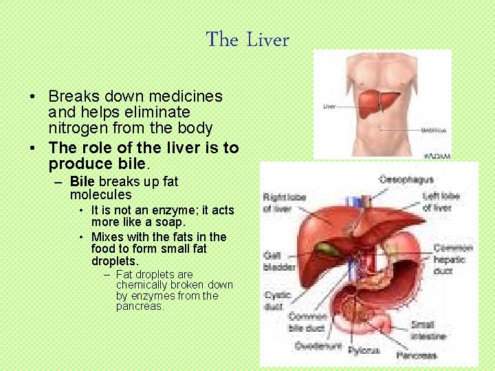 The Liver • Breaks down medicines and helps eliminate nitrogen from the body •