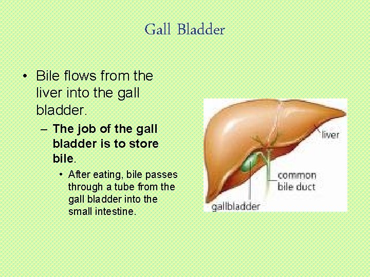 Gall Bladder • Bile flows from the liver into the gall bladder. – The
