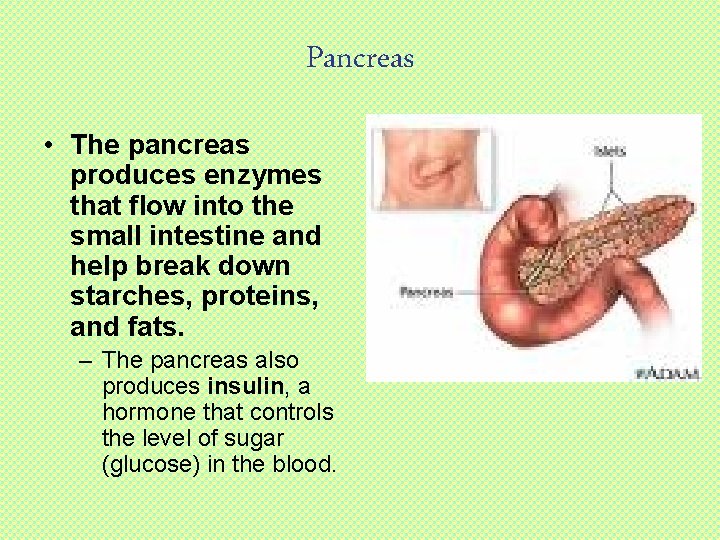 Pancreas • The pancreas produces enzymes that flow into the small intestine and help