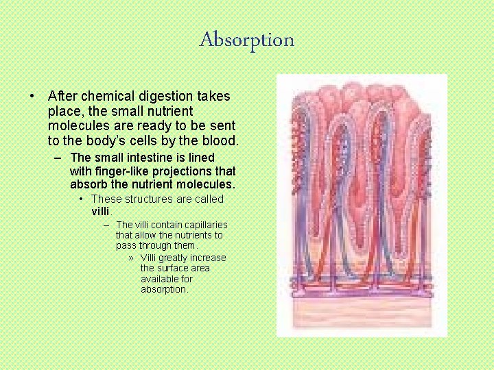 Absorption • After chemical digestion takes place, the small nutrient molecules are ready to