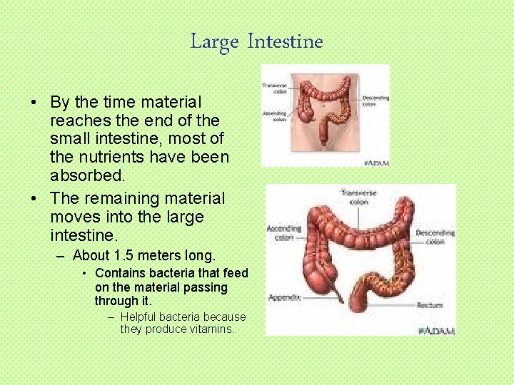 Large Intestine • By the time material reaches the end of the small intestine,