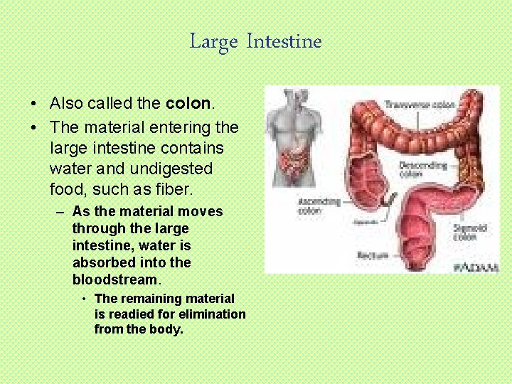 Large Intestine • Also called the colon. • The material entering the large intestine
