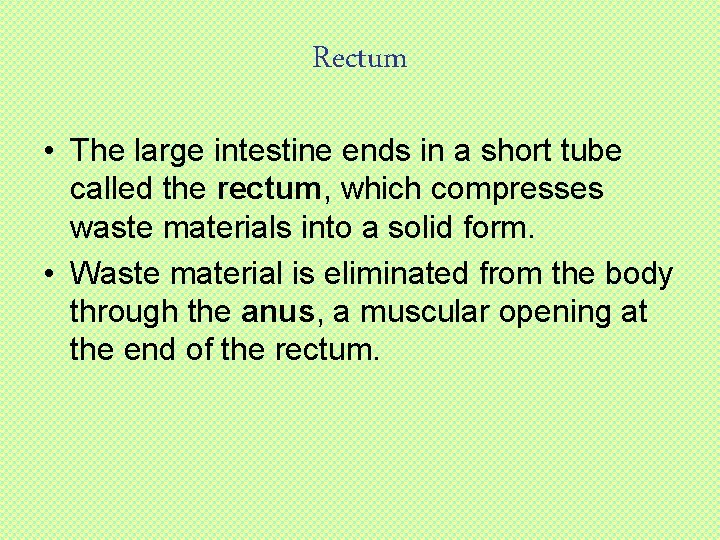 Rectum • The large intestine ends in a short tube called the rectum, which