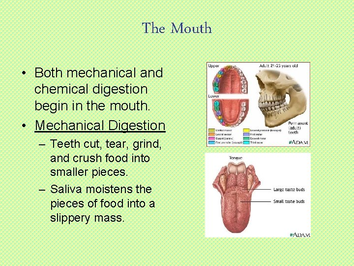 The Mouth • Both mechanical and chemical digestion begin in the mouth. • Mechanical