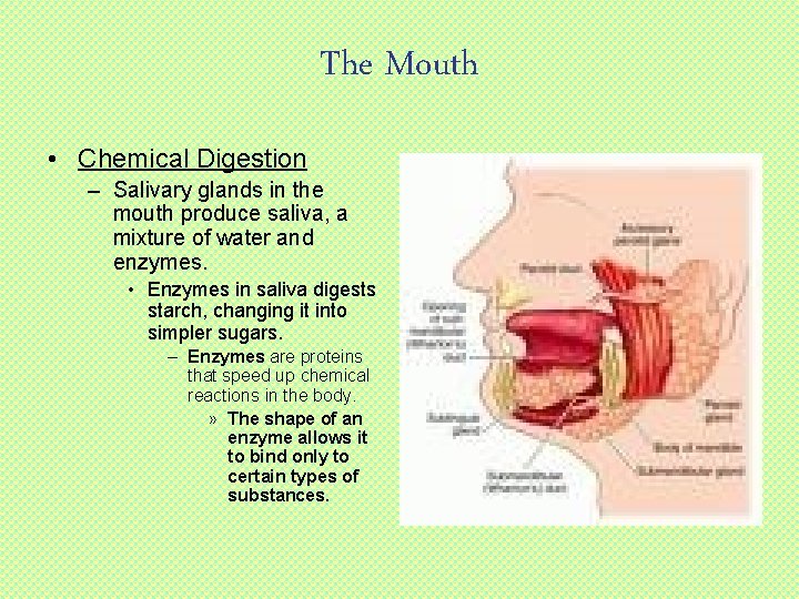 The Mouth • Chemical Digestion – Salivary glands in the mouth produce saliva, a