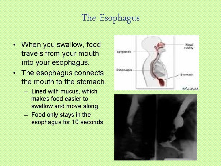 The Esophagus • When you swallow, food travels from your mouth into your esophagus.