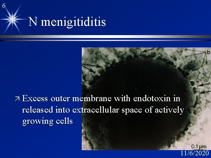 6 N menigitiditis ä Excess outer membrane with endotoxin in released into extracellular space