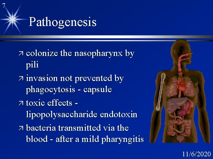 7 Pathogenesis ä colonize the nasopharynx by pili ä invasion not prevented by phagocytosis