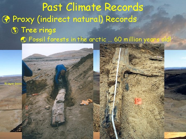 Past Climate Records ü Proxy (indirect natural) Records þ Tree rings ý Fossil forests