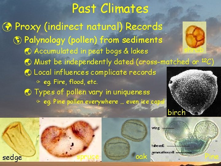 Past Climates ü Proxy (indirect natural) Records þ Palynology (pollen) from sediments shrub ý