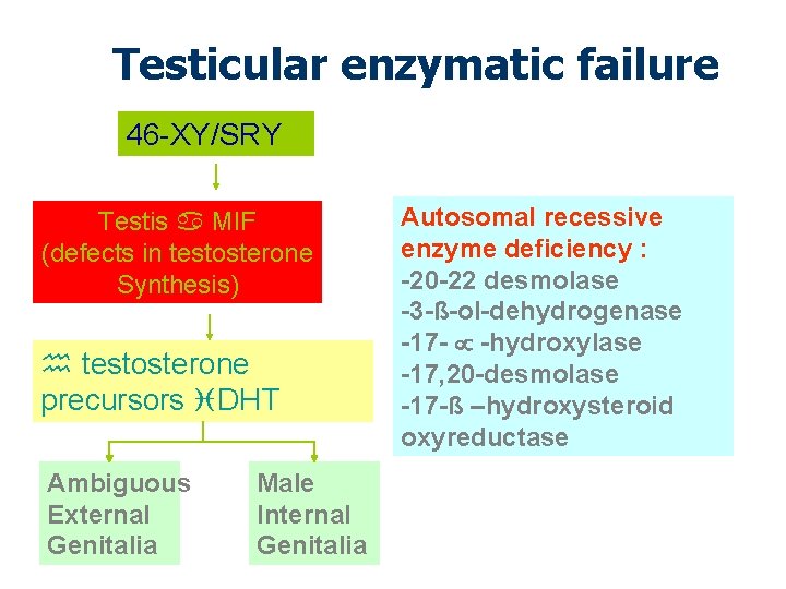 Testicular enzymatic failure 46 -XY/SRY Testis MIF (defects in testosterone Synthesis) testosterone precursors DHT