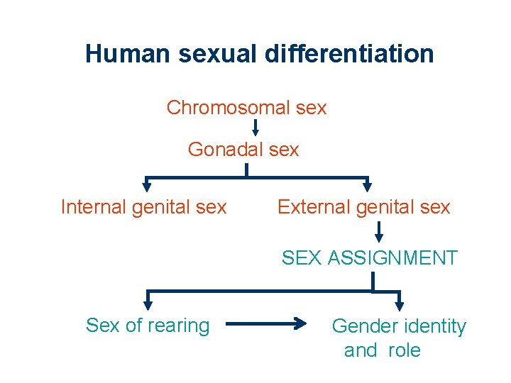 Human sexual differentiation Chromosomal sex Gonadal sex Internal genital sex External genital sex SEX