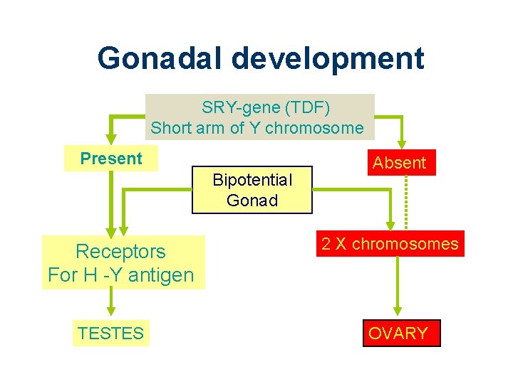 Gonadal development SRY-gene (TDF) Short arm of Y chromosome Present Bipotential Gonad Receptors For