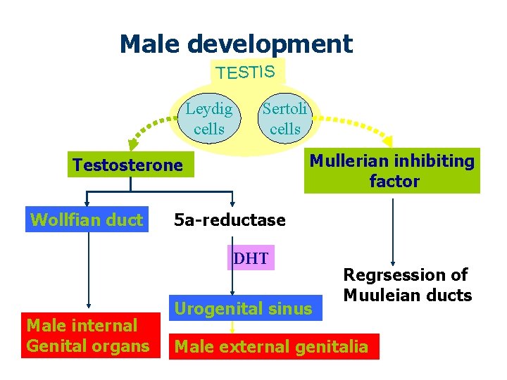 Male development TESTIS Leydig cells Sertoli cells Mullerian inhibiting factor Testosterone Wollfian duct 5