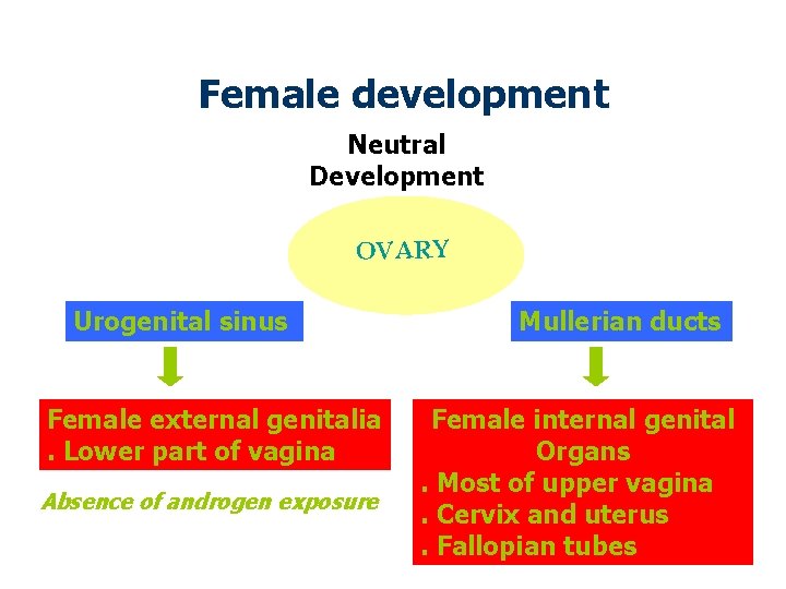 Female development Neutral Development OVARY Urogenital sinus Female external genitalia. Lower part of vagina