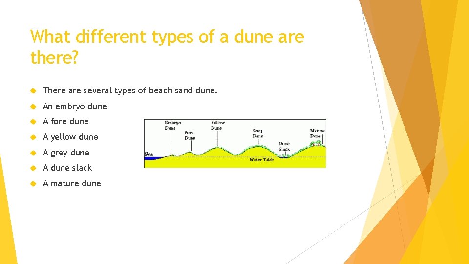 What different types of a dune are there? There are several types of beach