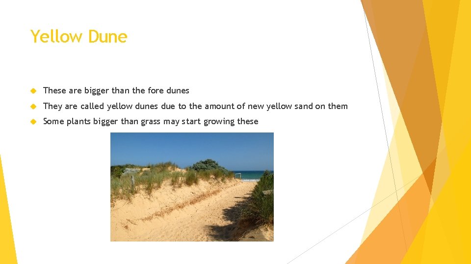 Yellow Dune These are bigger than the fore dunes They are called yellow dunes