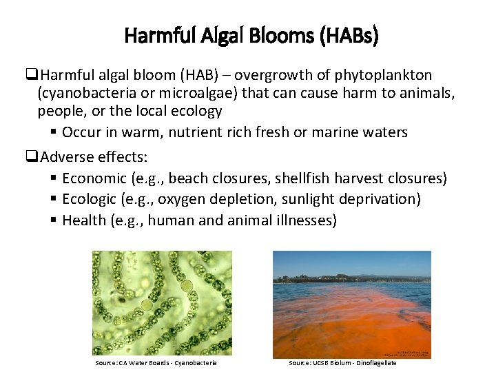 Harmful Algal Blooms (HABs) q. Harmful algal bloom (HAB) – overgrowth of phytoplankton (cyanobacteria