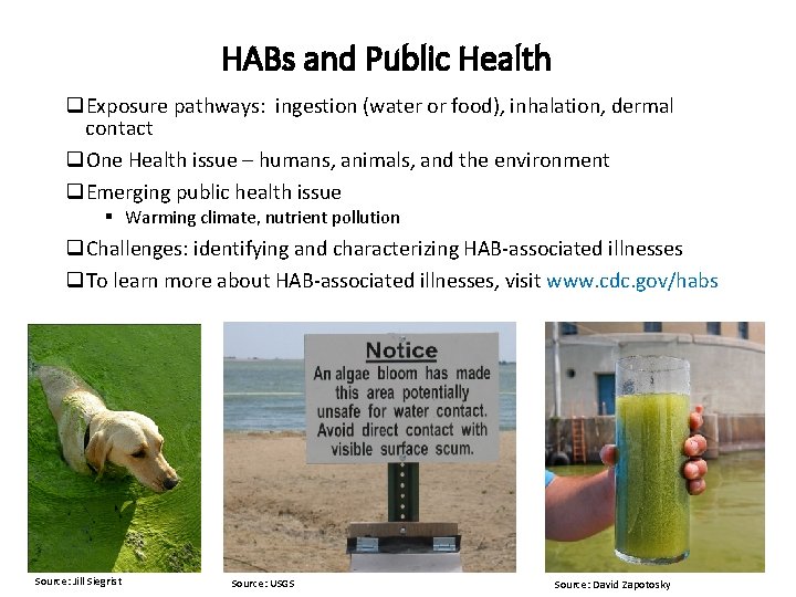 HABs and Public Health q. Exposure pathways: ingestion (water or food), inhalation, dermal contact