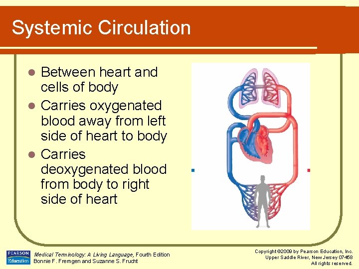 Systemic Circulation Between heart and cells of body l Carries oxygenated blood away from