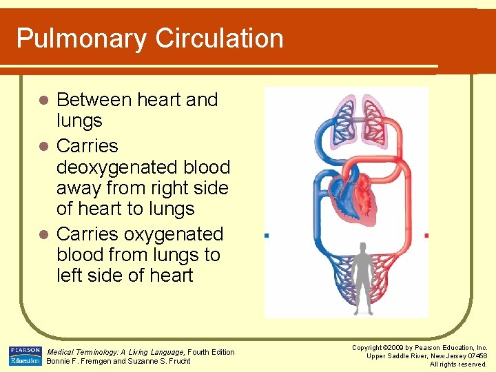 Pulmonary Circulation Between heart and lungs l Carries deoxygenated blood away from right side