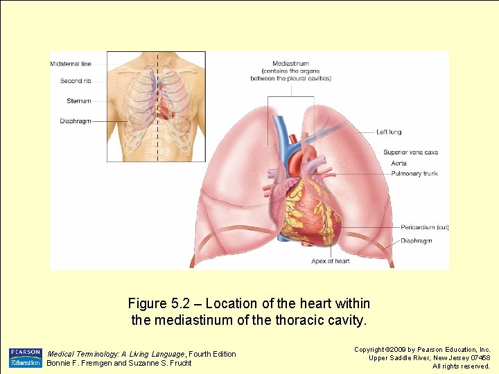 Figure 5. 2 – Location of the heart within the mediastinum of the thoracic