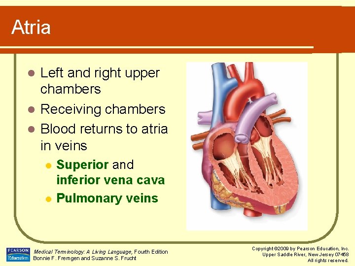 Atria Left and right upper chambers l Receiving chambers l Blood returns to atria