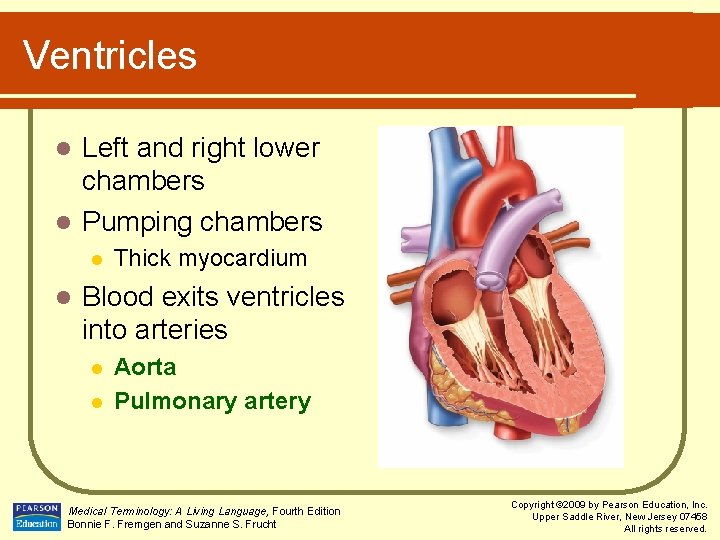 Ventricles Left and right lower chambers l Pumping chambers l l l Thick myocardium