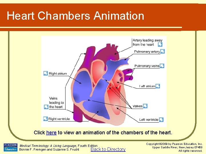 Heart Chambers Animation Click here to view an animation of the chambers of the