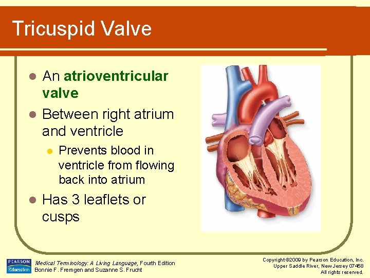 Tricuspid Valve An atrioventricular valve l Between right atrium and ventricle l l l