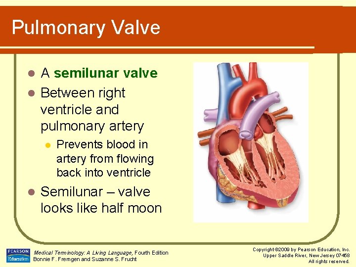 Pulmonary Valve A semilunar valve l Between right ventricle and pulmonary artery l l