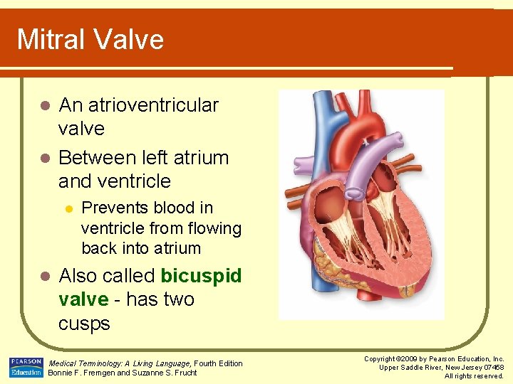Mitral Valve An atrioventricular valve l Between left atrium and ventricle l l l