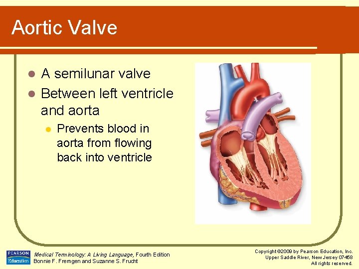 Aortic Valve A semilunar valve l Between left ventricle and aorta l l Prevents