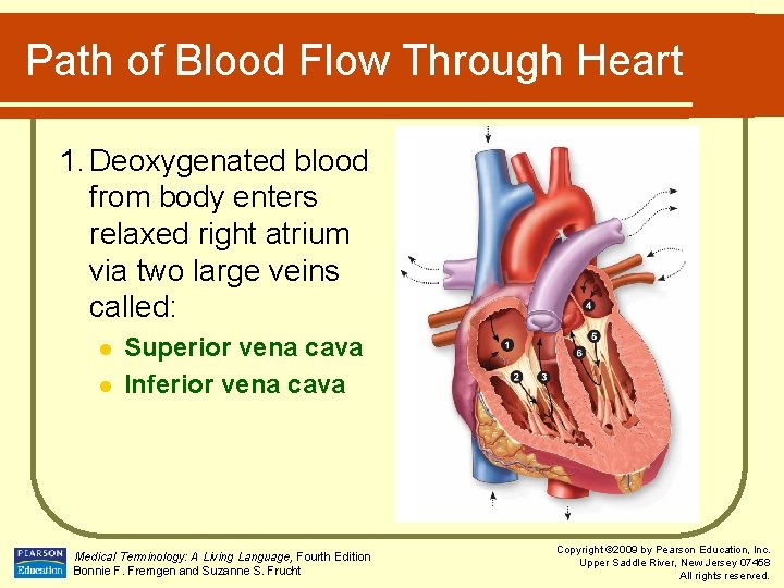 Path of Blood Flow Through Heart 1. Deoxygenated blood from body enters relaxed right