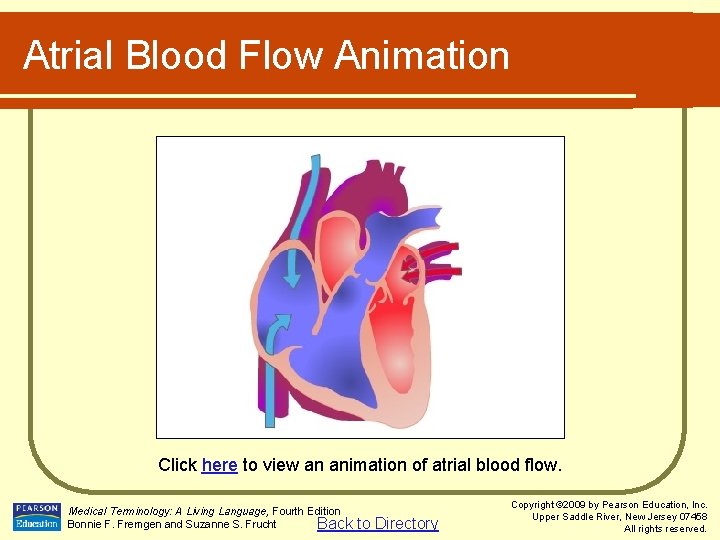 Atrial Blood Flow Animation Click here to view an animation of atrial blood flow.