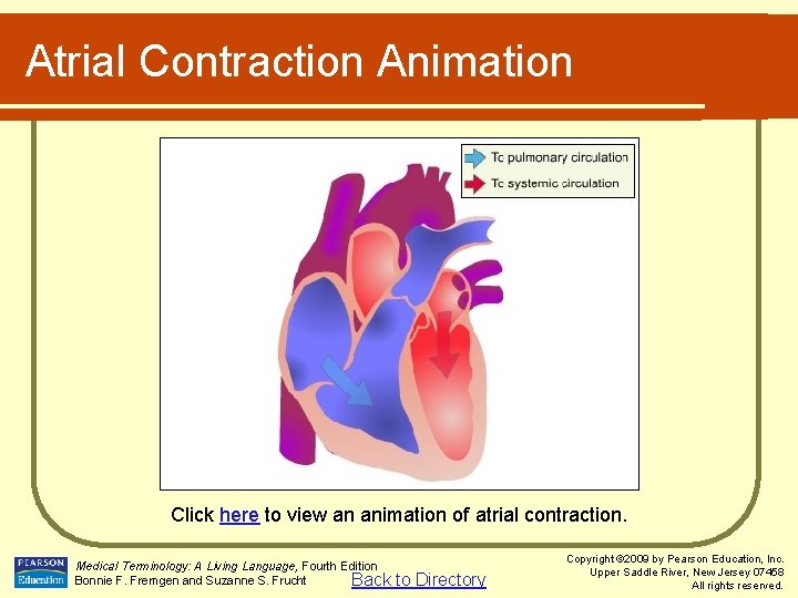 Atrial Contraction Animation Click here to view an animation of atrial contraction. Medical Terminology: