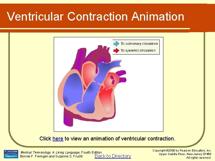 Ventricular Contraction Animation Click here to view an animation of ventricular contraction. Medical Terminology: