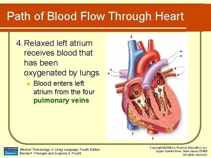 Path of Blood Flow Through Heart 4. Relaxed left atrium receives blood that has