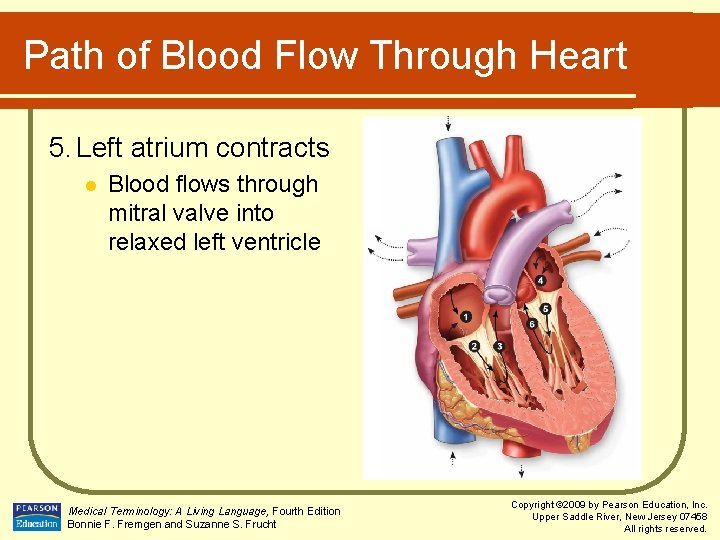Path of Blood Flow Through Heart 5. Left atrium contracts l Blood flows through