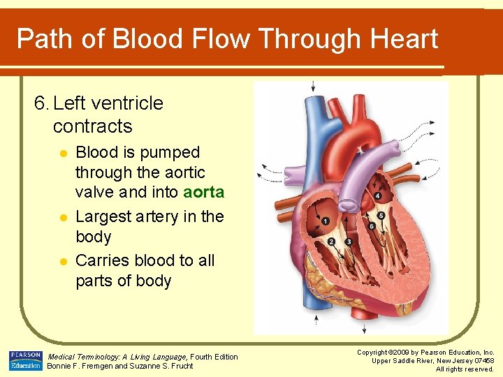 Path of Blood Flow Through Heart 6. Left ventricle contracts l l l Blood