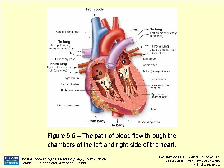 Figure 5. 6 – The path of blood flow through the chambers of the