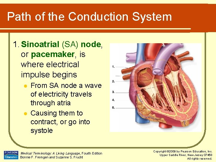 Path of the Conduction System 1. Sinoatrial (SA) node, or pacemaker, is where electrical