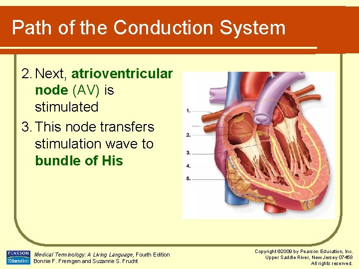 Path of the Conduction System 2. Next, atrioventricular node (AV) is stimulated 3. This