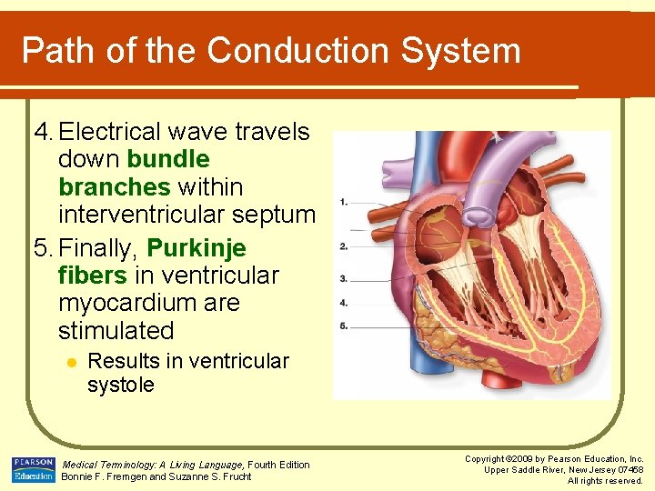 Path of the Conduction System 4. Electrical wave travels down bundle branches within interventricular