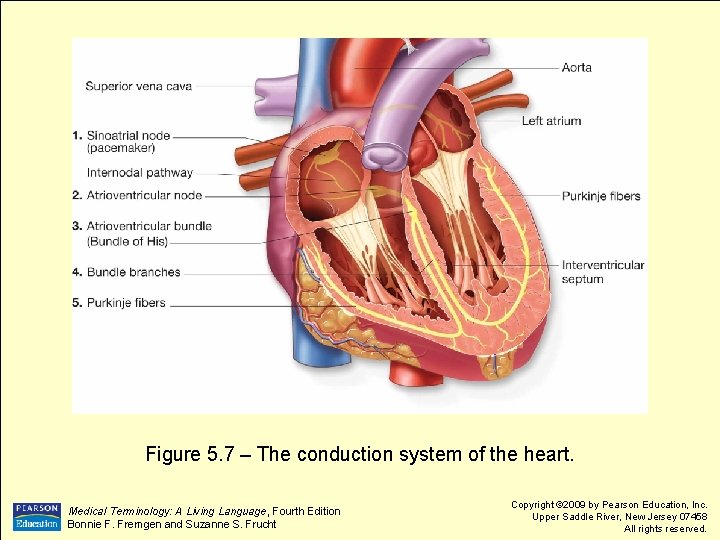 Figure 5. 7 – The conduction system of the heart. Medical Terminology: A Living