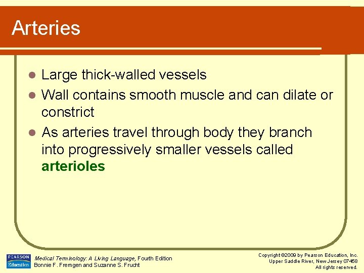 Arteries Large thick-walled vessels l Wall contains smooth muscle and can dilate or constrict
