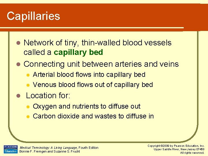 Capillaries Network of tiny, thin-walled blood vessels called a capillary bed l Connecting unit